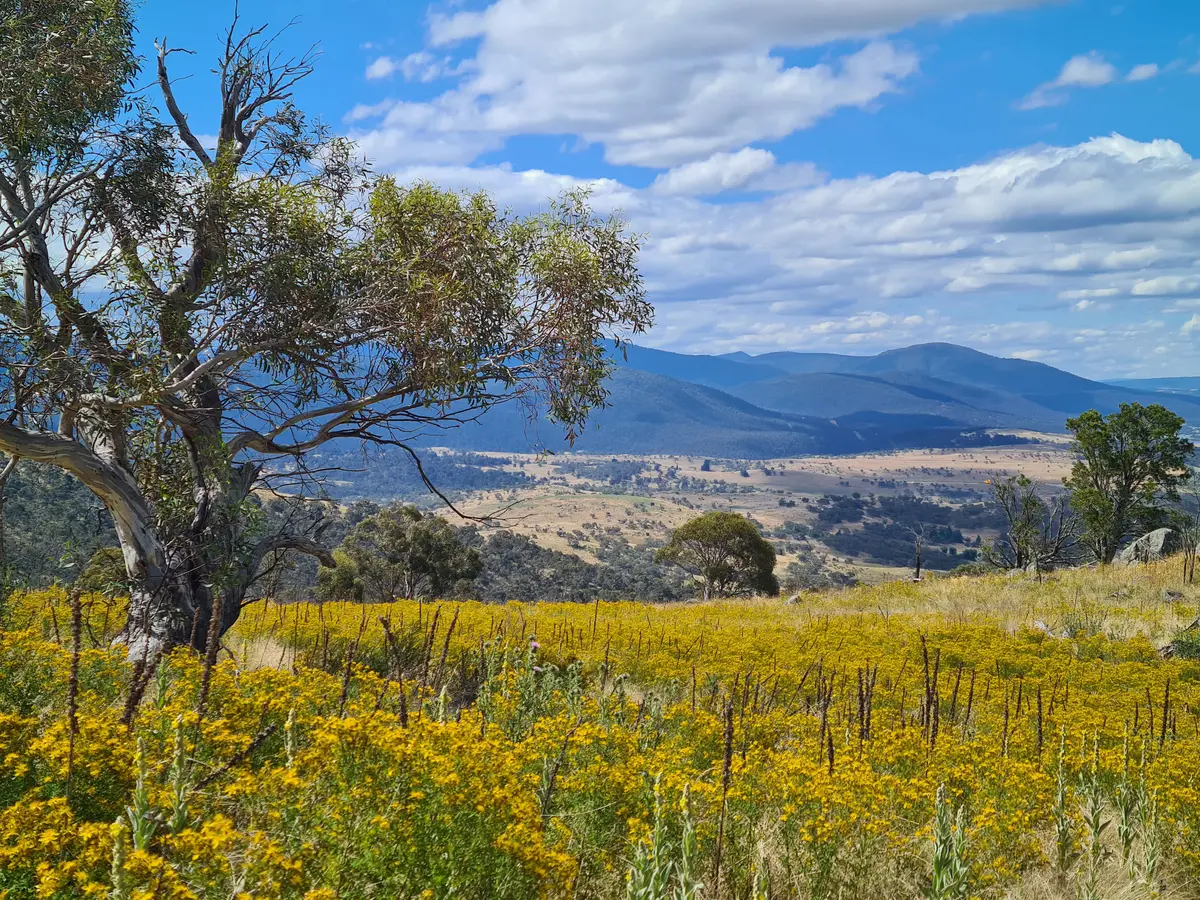 Wildflowers and snow gums above a Snowy Mountains valley
